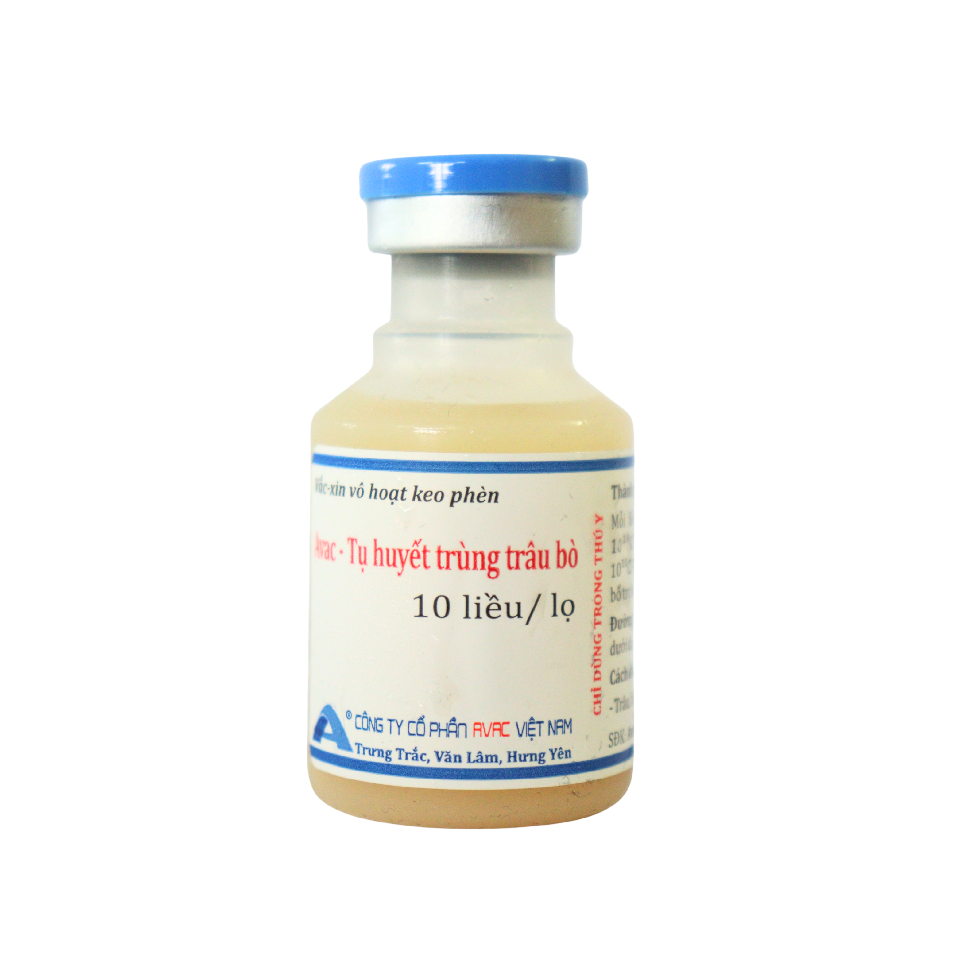 TỤ HUYẾT TRÙNG TRÂU BÒ